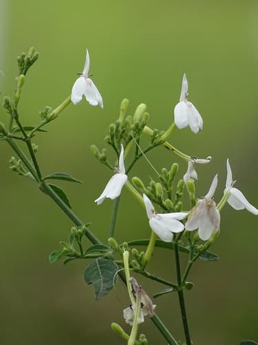 Rhinacanthus 2
