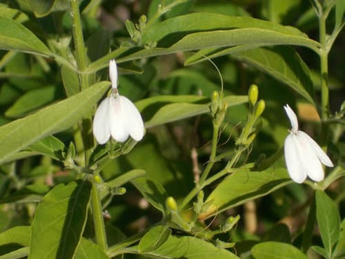 Rhinacanthus 3