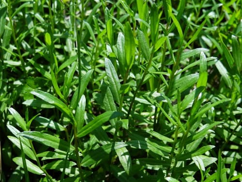 Chinese Lobelia 2