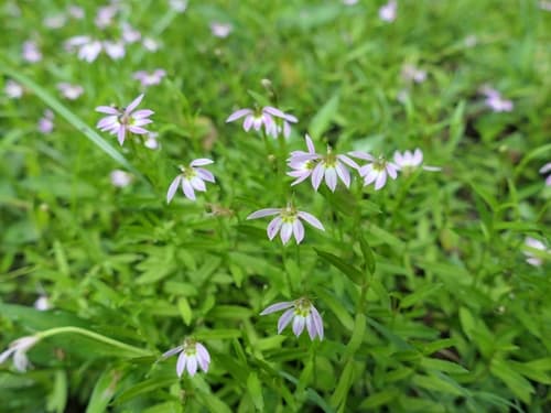 Chinese Lobelia 3