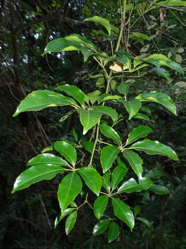 Flat Vine 2