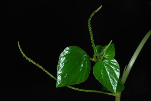 Shining Bush Plant 2