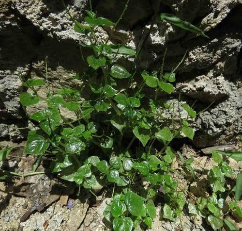 Shining Bush Plant 3