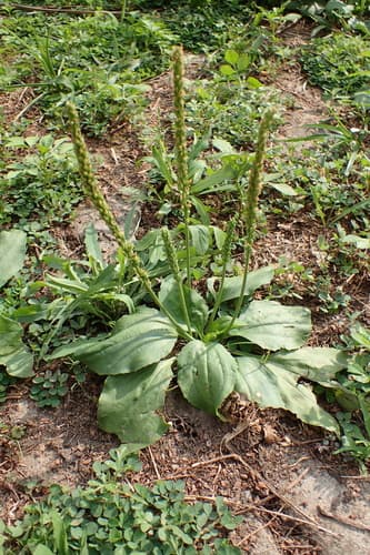 Asian Plantain 2