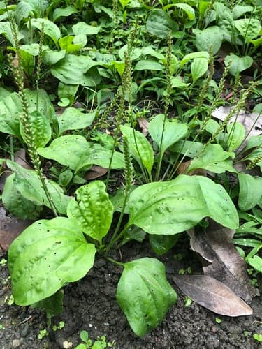 Asian Plantain 3