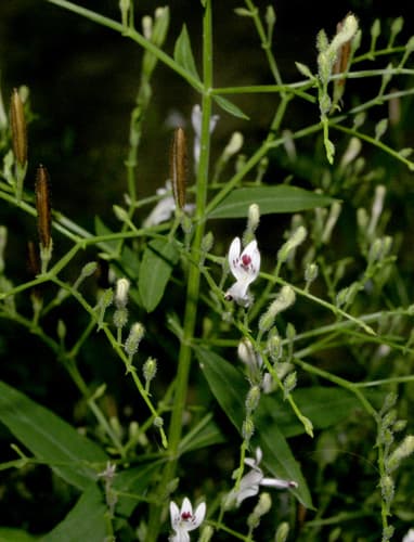 Andrographis 2