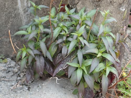 Andrographis 3