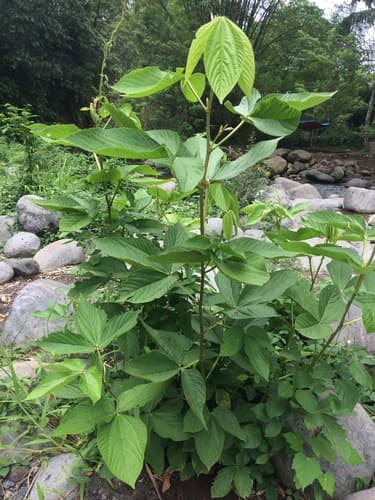 Large-leaf Flemingia 2