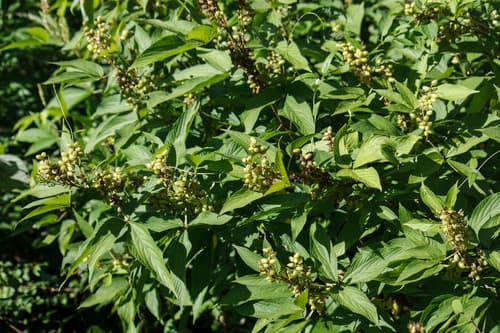 Large-leaf Flemingia 3