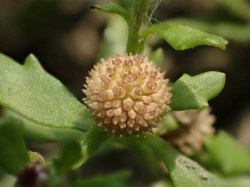 Sneezeweed 3