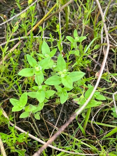 Hedyotis 2