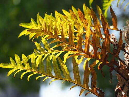 Fortune's Drynaria Fern 2