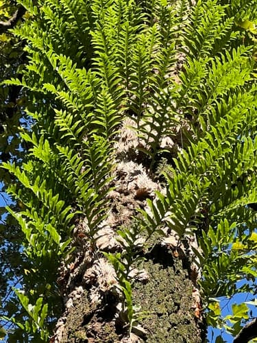 Fortune's Drynaria Fern 3