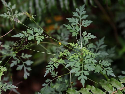 Spanish Needles 2