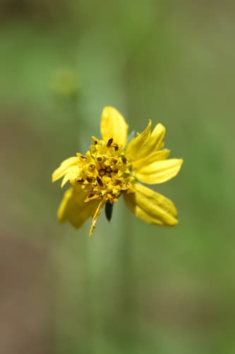 Spanish Needles 3