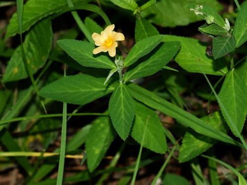 Arrow-leaf Sida 2