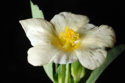Arrow-leaf Sida 3