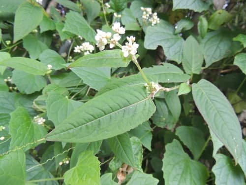 Chinese Knotweed 2