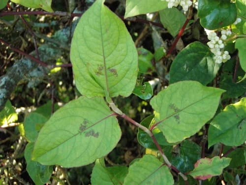 Chinese Knotweed 3