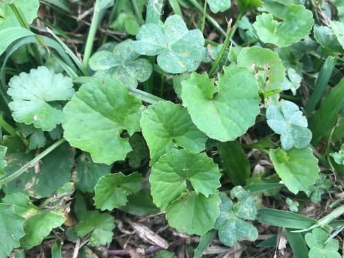 Asiatic Pennywort 2
