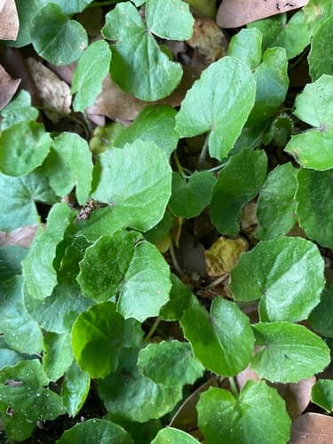 Asiatic Pennywort 3