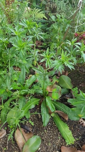 Sawtooth Coriander 2