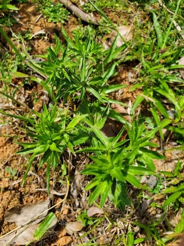 Sawtooth Coriander 3