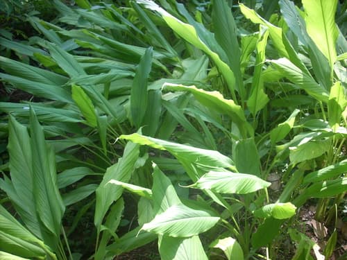 Turmeric 3