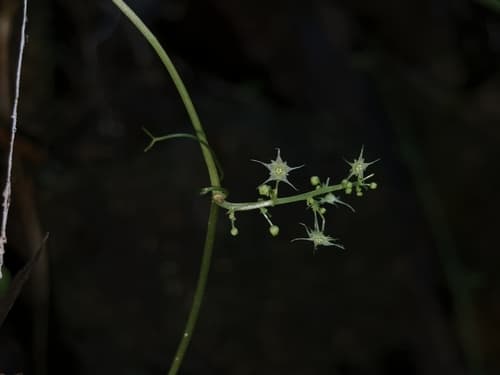 Jiaogulan 2