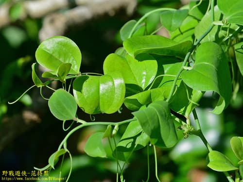 China Root 3