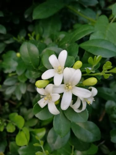 Orange Jasmine 2