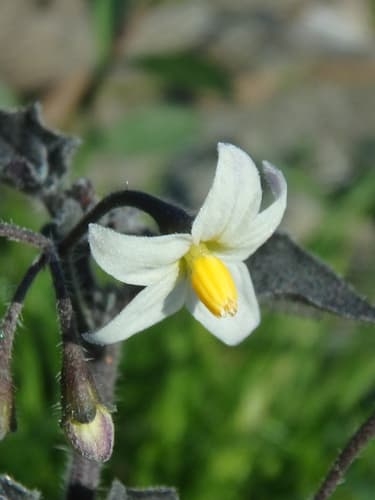 Black Nightshade 2