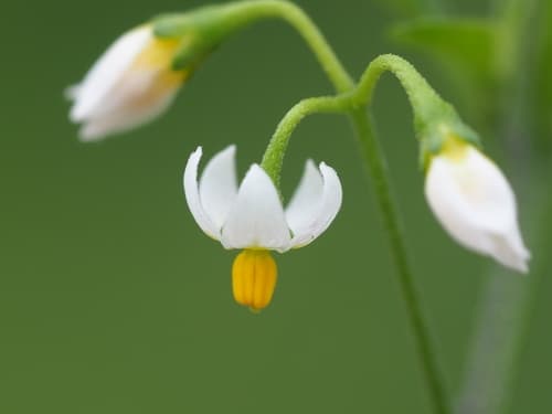 Black Nightshade 3