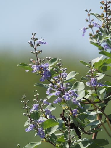 Simpleleaf Chastetree 2