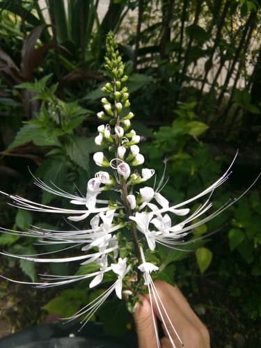Cat's Whiskers 2