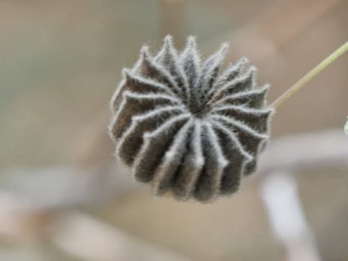 Indian Mallow 2