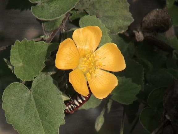 Indian Mallow 3