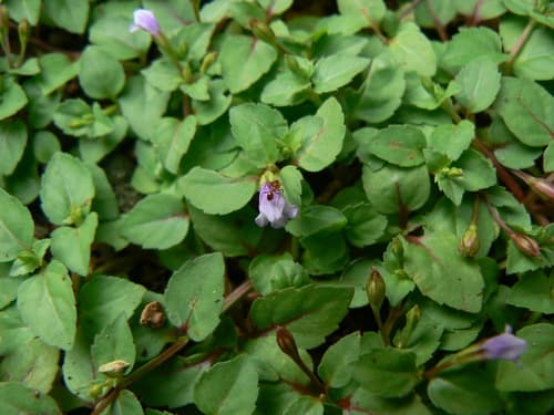 Malaysian False Pimpernel 2
