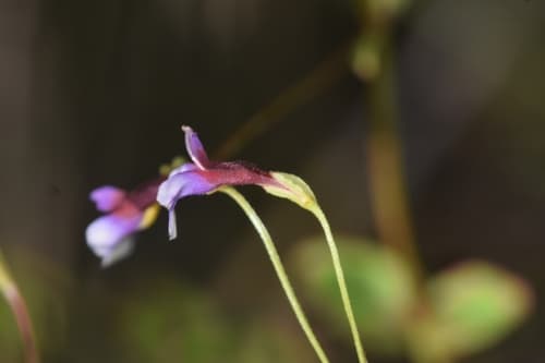 Malaysian False Pimpernel 3