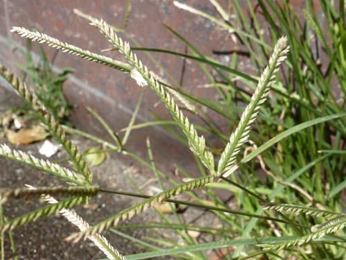Goosegrass 3
