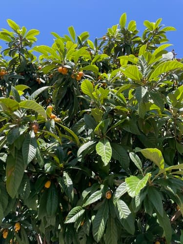 Loquat 2