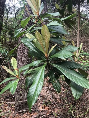 Loquat 3
