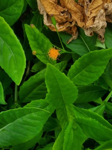 Longevity Spinach 2