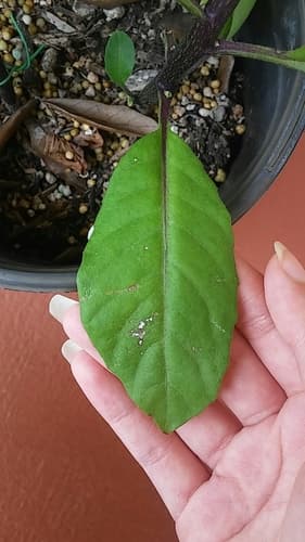 Longevity Spinach 3