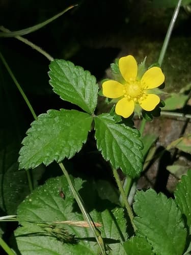 Mock Strawberry 2