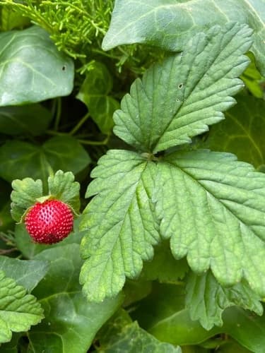 Mock Strawberry 3