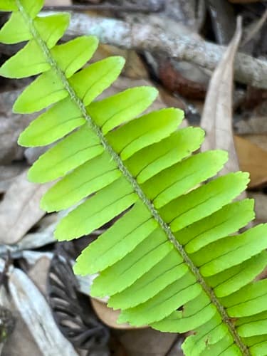 Sword Fern 2