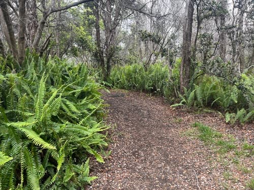 Sword Fern 3