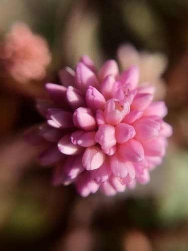 Pinkhead Smartweed 2