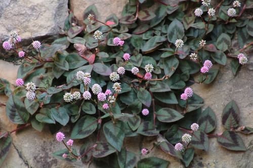 Pinkhead Smartweed 3